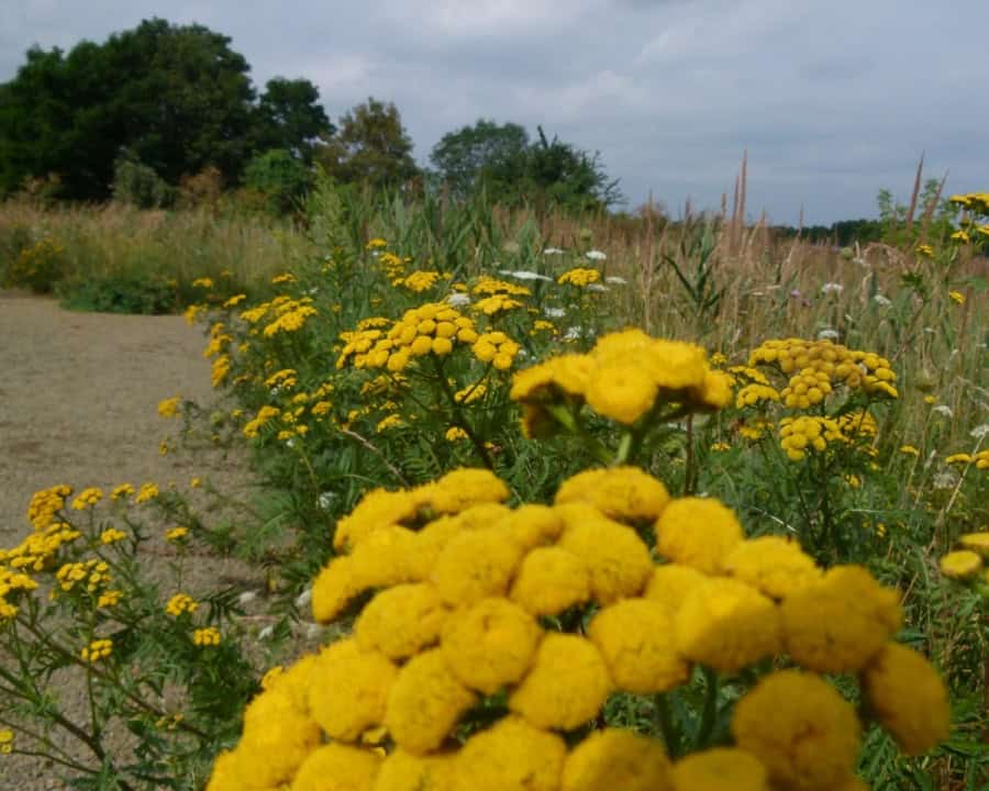 Kräuterwanderung
