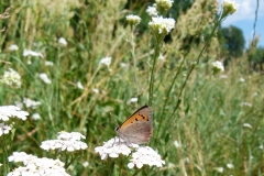 06-Kräutermärchen-in-der-Natur