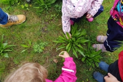 Kräuterwanderung mit Kinder