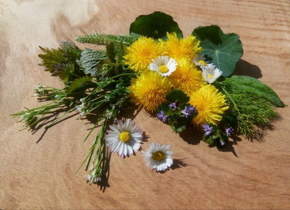 Wildkräuter_Frühling_2 (8)