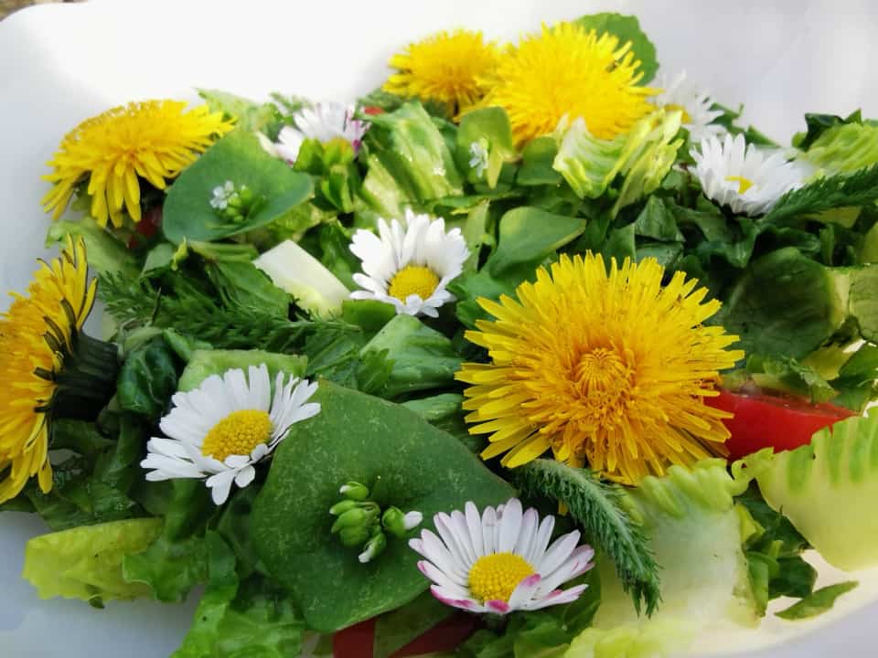 Wildkraeutersalat